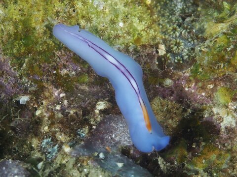 Elongated blue flatworm, racing stripe whirlpool worm (Pseudoceros bifurcus), on green coral reef, dive site Spice Reef, Penyapangan, Bali, Indonesia