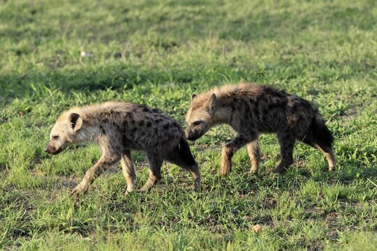 Spotted hyena (Crocuta crocuta), subadult, half-grown young, siblings, two, running, Kruger National Park, South Africa