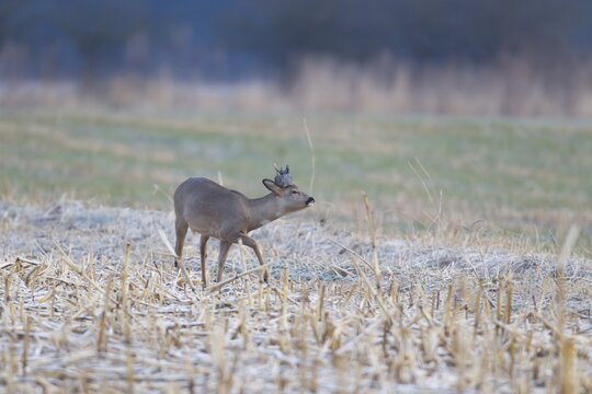 Roe deer (Capreolus capreolus) adult male buck in a frosty farmland field with a piece of plastic waste stuck on its antlers in winter, England, United Kingdom