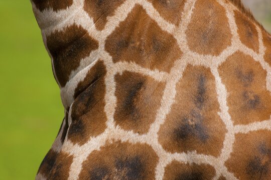 Rothschild's Giraffe (Giraffa camelopardalis rothschildi), fur detail, captive, Saxony, Germany