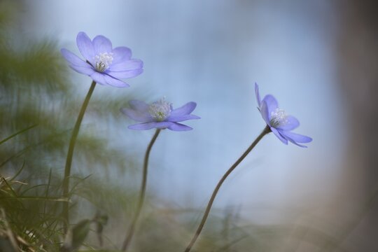 Liverwort (Hepatica nobilis), Tyrol, Austria