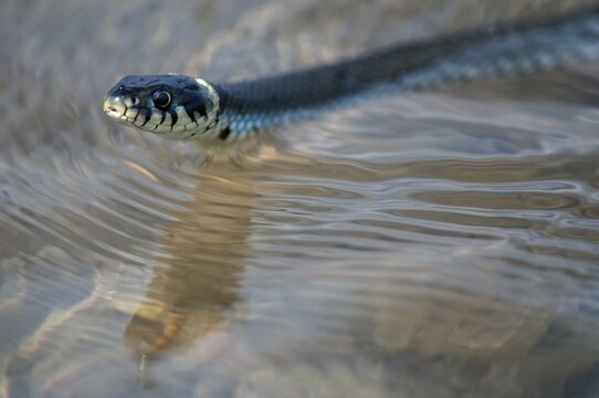 Grass Snake, Natrix Natrix, Grass Snake, Critters, Reptilia, Reptiles, Ringed Snakes, Snakes, Water Snakes