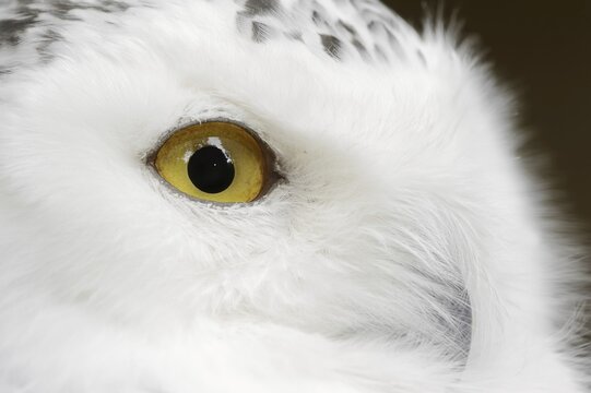 Snowy owl (Bubo scandiacus, Nyctea scandiaca), female, captive, North Rhine-Westphalia, Germany