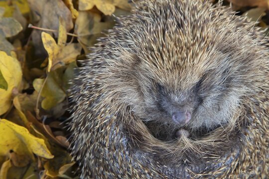 European hedgehog (Erinaceus europaeus) adult animal resting on fallen autumn leaves, England, United Kingdom