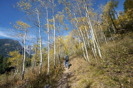 Young man on the hiking trail to Taggart Lake, path between autumn coloured aspens, Grand Teton National Park, Wyoming, USA