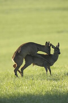 European roe deer (Capreolus capreolus) fawn in velvet and winter coat playfully mounting another fawn with spikes of different lengths, Allg&auml;u, Bavaria, Germany