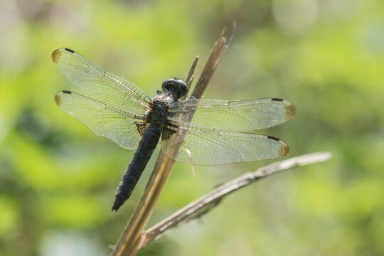 Libellula fulva, scarce chaser, spike spot, anisoptera, damselflies, dragonflies, insects, dragonflies, odonata