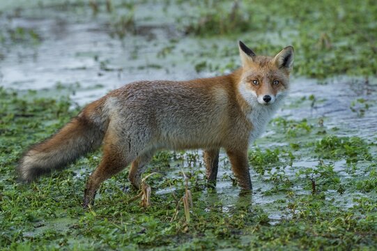 Red fox (Vulpes vulpes) standing in shallow water at a watercourse, Netherlands