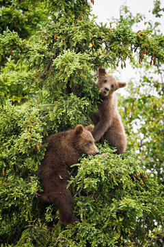 Cubs in a Tree