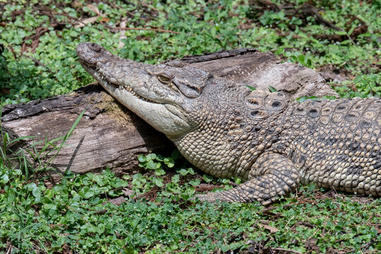 Close-up side view of an American crocodile (Crocodylus acutus) basking in the sun by a log, Indonesia