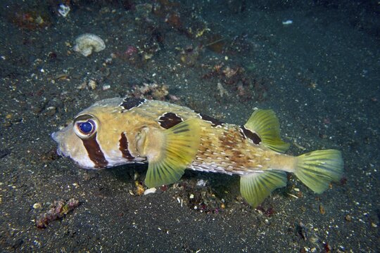 A pufferfish with natural camouflage colouring, the masked porcupinefish (Diodon liturosus), on the seabed at the USAT Liberty dive site, Tulamben, Bali, Indonesia