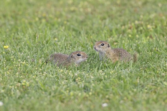 European ground squirrel (Spermophilus citellus) two animals in a meadow, Burgenland Austria