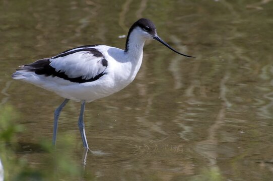 Avocet, Recurvirostra avosetta, saber beaks, birds, charadriiformes, limikolen, birds, waders, waterbirds, waders