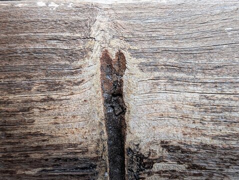 Sunlight highlights a deep fissure across weathered timber,