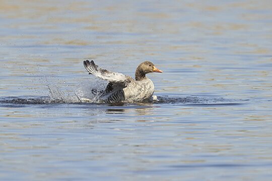Greylag goose (Anser anser), bathing, flapping its wings on a pond, Wagbachniederung nature reserve, Wagh&auml;usel, Baden-W&uuml;rttemberg, Germany