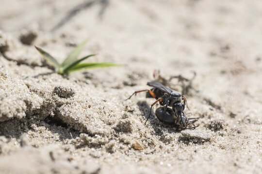 Episyron rufipes with prey, Emsland, Lower Saxony, Germany