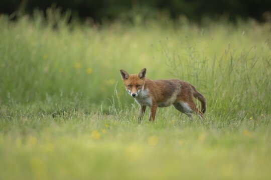 Red fox (Vulpes vulpes) adult in a Summer meadow with Buttercup flowers, Essex, England, United Kingdom
