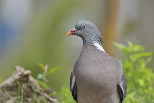 Common wood pigeon (Columba palumbus), animal portrait, Wilden, North Rhine-Westphalia, Germany
