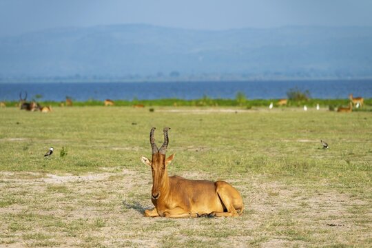Lelwel hartebeest (Alcelaphus lelwel) sitting, Murchison Falls National Park, Uganda