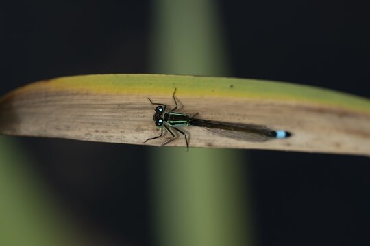 Blue tailed damselfly (Ischnura elegans) adult female insect resting on reed plant leaf in the summer, England, United Kingdom