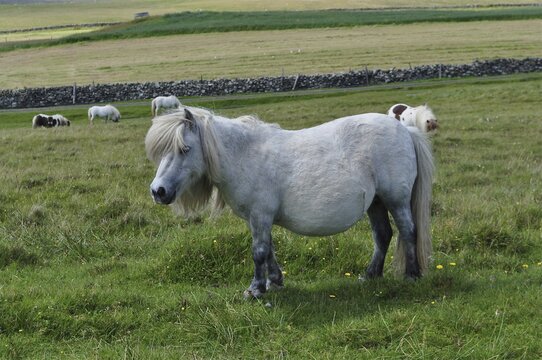 A white Shetland pony (Equus ferus caballus) stands in a grassy paddock. Shetland, Shetland Islands, Scotland, Great Britain