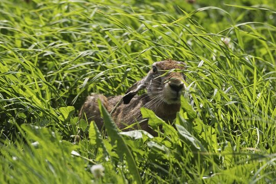 European hare (Lepus europaeus) resting in tall grass, Allg&auml;u, Bavaria, Germany