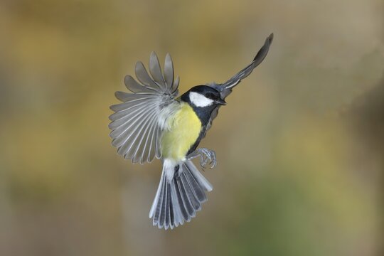 Great tit (Parus major), in flight, Siegerland, North Rhine-Westphalia, Germany
