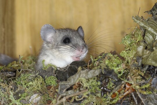 Edible dormouse (Glis glis) in a nesting box as a summer roost, animal portrait, Siegerland, North Rhine-Westphalia, Germany