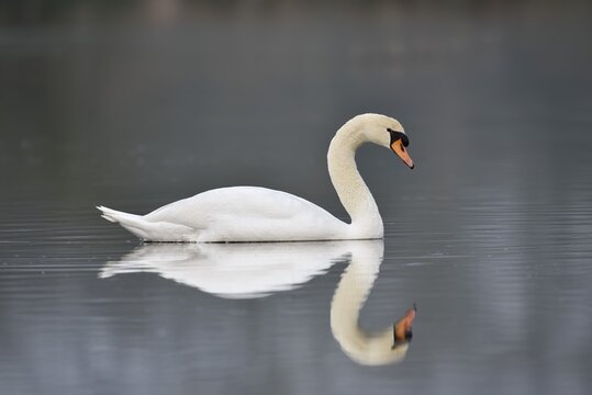 Mute Swan (Cygnus olor), North Rhine-Westphalia, Germany