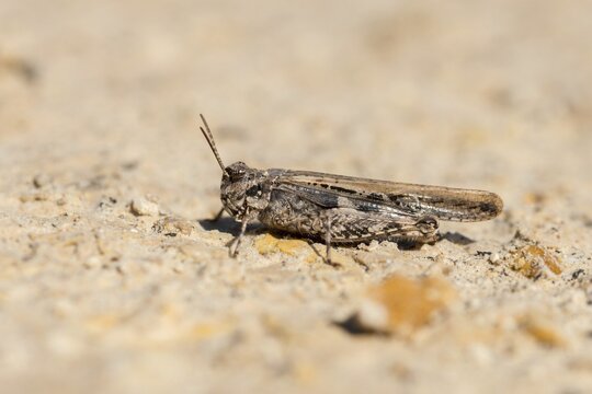 Acrotylus insubricus, caelifera, common digging grasshopper, granelli, grasshoppers, insubrian wasteland scare, Italy, short-feeler scare, Pantano Cuba lagoon, Pantani Cuba and longarini, migratory bird sanctuary Pantani Cuba & Longarini, grasshoppers, grasshoppers, insects, insects, Italy, Sicily, foundation pro biodiversity, oEdland scare spec