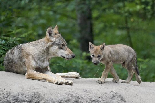 European gray wolf (Canis lupus), adult with pups, captive