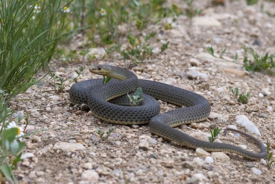 Eastern Montpellier snake, Malpolon insignitus, Montpellier snake, Bulgaria, critters, reptilia, reptiles, snakes, snakes, eastern lizard snake