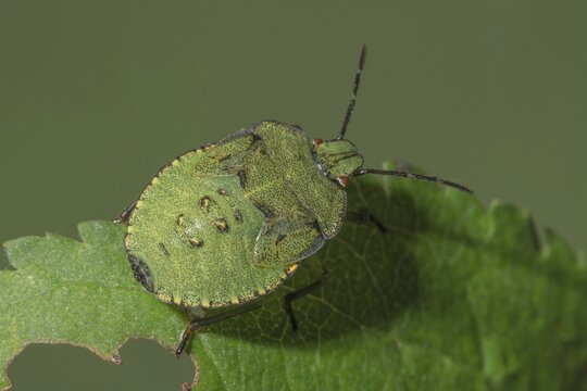 Green shield bug (Paloma pratensis) in the 5th larval stage sitting on a green leaf, Baden-W&uuml;rttemberg, Germany
