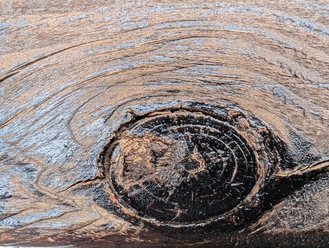 An intricate dark wooden knot with natural circular patterns and