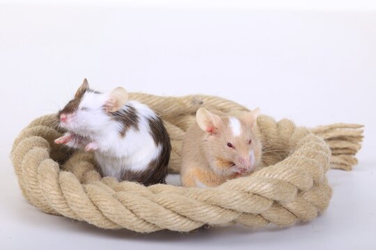 Fancy Mice, a domesticated form of the House Mouse (Mus musculus)