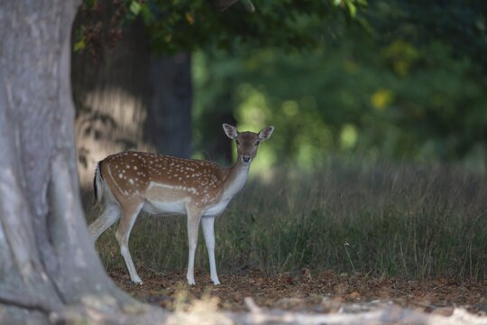 Fallow deer (Dama dama) adult female doe standing in a woodland, England, United Kingdom