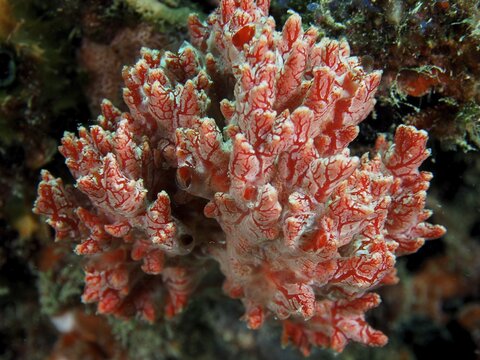 Red crust sponge (Monanchora unguifera), dive site Nursery, Pompano Beach, Florida, USA