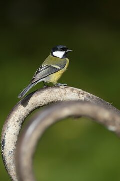 Great tit (Parus major) adult garden bird on a wheel barrow foot, Wales, United Kingdom