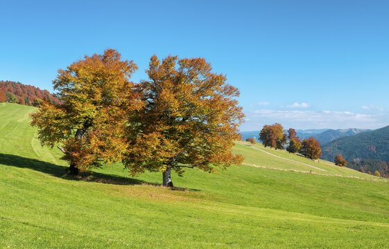 View of typical Black Forest landscape on Schauinsland, green meadow with old grazing beech trees in full autumn colors under blue skies, Black Forest, Baden-W&uuml;rttemberg, Germany