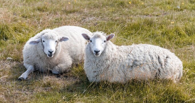 Two sheep on the meadow, Otago Peninsula, Dunedin, New Zealand