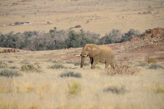 Desert elephant (Loxodonta africana) in the Ugab dry river, Damaraland, Kunene region, Namibia