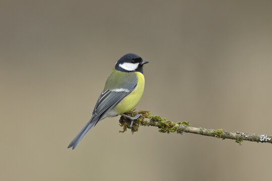 Great tit (Parus major), sitting on moss-covered branch, Wilden, North Rhine-Westphalia, Germany