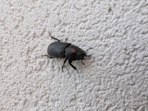 A black beetle crawls slowly across a textured white wall in a