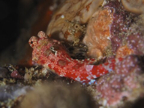 A striking blenny with red and yellow patches, the Cape three-finned blenny (Cremnochorites capensis), in the reef area, at the Sodwana Bay National Park dive site, Maputaland Marine Reserve, KwaZulu-Natal, South Africa