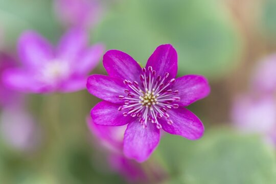 Pink Hepatica or Liverwort (Hepatica), cultivar, close-up