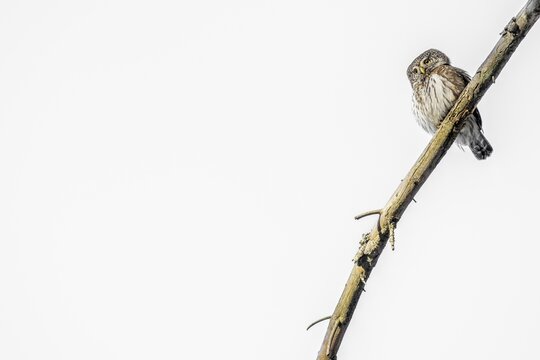 Pygmy Owl (Glaucicium passerinum), sitting on the branch of a tree, Pirchner Ast, Schwaz, Tyrol, Austria