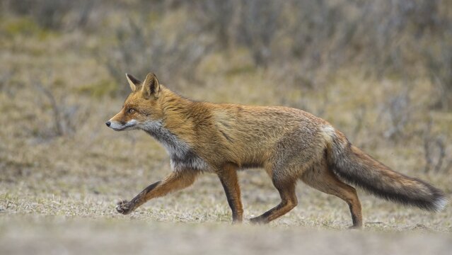 Red fox (Vulpes vulpes) in winter coat, creeping on the hunt, Netherlands