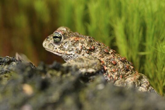 Natterjack toad (Bufo calamita), Emsland, Lower Saxony, Germany