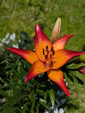 Close up view of a vibrant lily flower unfolding its colorful layers