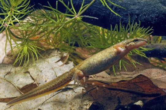 Newt, Lissotriton helveticus, palmate newt, Triturus helveticus, amphibians, amphibians, caudata, female, amphibians, newts, newts, tailed amphibians, water newts, female